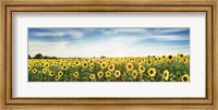 Sunflower Field, Plateau Valensole, Provence, France Fine Art Print