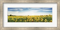 Sunflower Field, Plateau Valensole, Provence, France Fine Art Print