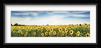 Sunflower Field, Plateau Valensole, Provence, France Fine Art Print