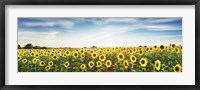 Sunflower Field, Plateau Valensole, Provence, France Fine Art Print