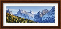 Larch Forest And Cima Bel Pra, Italy Fine Art Print