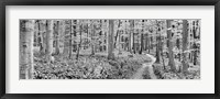 Beech Forest, Germany Fine Art Print