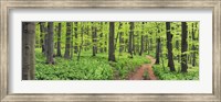 Beech Forest, Germany Fine Art Print