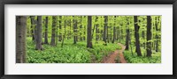 Beech Forest, Germany Fine Art Print