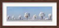 Alley Tree With Frost, Bavaria, Germany Fine Art Print