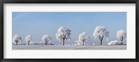 Alley Tree With Frost, Bavaria, Germany Fine Art Print