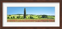 Cypress In Poppy Field, Tuscany, Italy Fine Art Print