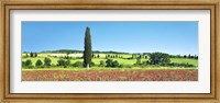Cypress In Poppy Field, Tuscany, Italy Fine Art Print