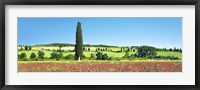 Cypress In Poppy Field, Tuscany, Italy Fine Art Print