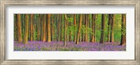 Beech Forest With Bluebells, Hampshire, England Fine Art Print