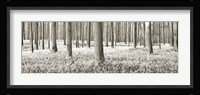 Beech Forest With Bluebells, Belgium Fine Art Print