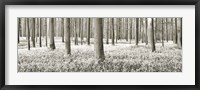 Beech Forest With Bluebells, Belgium Fine Art Print