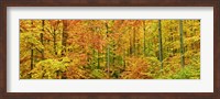 Beech Forest in Autumn, Kassel, Germany Fine Art Print