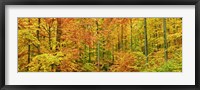 Beech Forest in Autumn, Kassel, Germany Fine Art Print