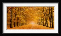 Woods in Autumn Fine Art Print