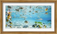 Fish and sharks in Bora Bora lagoon Fine Art Print