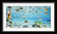 Fish and sharks in Bora Bora lagoon Fine Art Print