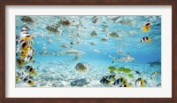 Fish and sharks in Bora Bora lagoon Fine Art Print