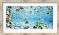 Fish and sharks in Bora Bora lagoon Fine Art Print