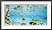 Fish and sharks in Bora Bora lagoon Framed Print