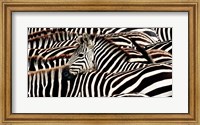 Herd of Zebras Fine Art Print