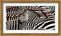 Herd of Zebras Fine Art Print