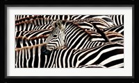 Herd of Zebras Fine Art Print