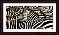 Herd of Zebras Fine Art Print
