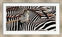 Herd of Zebras Fine Art Print