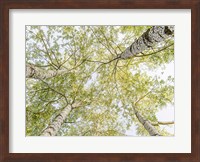 Birch Woods in Spring Fine Art Print