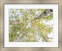 Birch Woods in Spring Fine Art Print