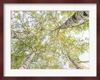 Birch Woods in Spring Fine Art Print