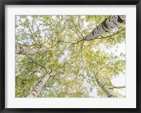 Birch Woods in Spring Fine Art Print