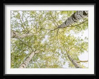 Birch Woods in Spring Fine Art Print