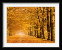 Woods in Autumn Fine Art Print