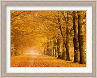 Woods in Autumn Fine Art Print