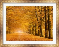 Woods in Autumn Fine Art Print