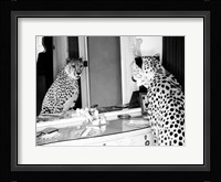 Cheetah Looking in Mirror Fine Art Print