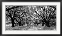 Avenue of Oaks, South Carolina Framed Print