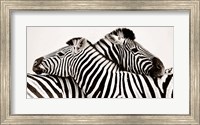 Zebras in Love Fine Art Print