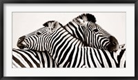 Zebras in Love Fine Art Print