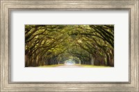 Path Lined with Oak Trees Fine Art Print