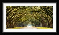 Path Lined with Oak Trees Fine Art Print