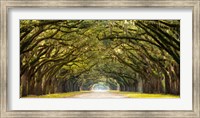 Path Lined with Oak Trees Fine Art Print
