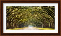 Path Lined with Oak Trees Fine Art Print