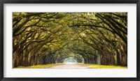 Path Lined with Oak Trees Fine Art Print