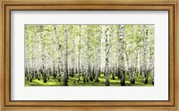 Birch Forest in Spring Fine Art Print