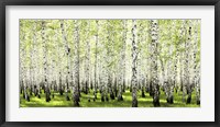 Birch Forest in Spring Fine Art Print
