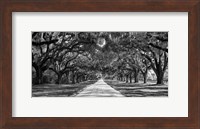 Tree Lined Plantation Entrance,  South Carolina Fine Art Print