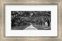Tree Lined Plantation Entrance,  South Carolina Fine Art Print